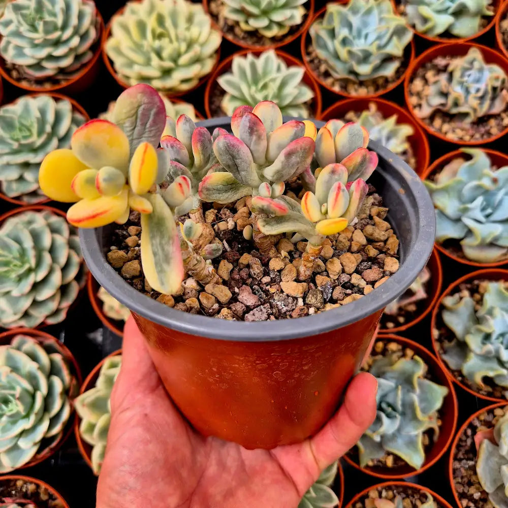 Cotyledon orbiculata var oophila variegado