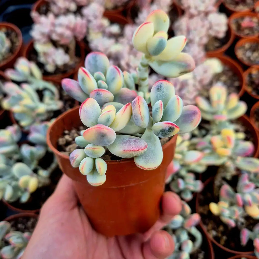 Cotyledon orbiculata var oophila variegado