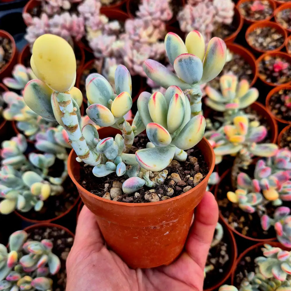 Cotyledon orbiculata var oophila variegado