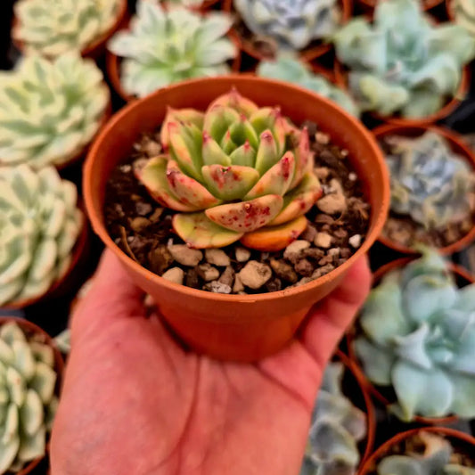 Echeveria agavoides ’Leopard’ variegada