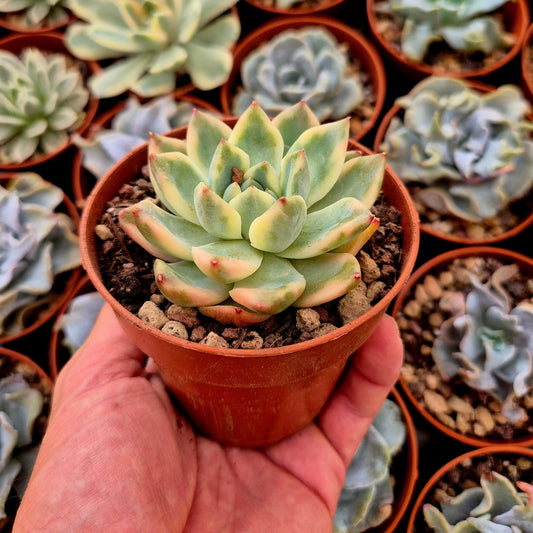 Echeveria ’Alba Beauty’ variegada
