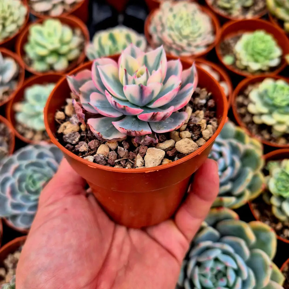 Echeveria ’Amistar’ variegada