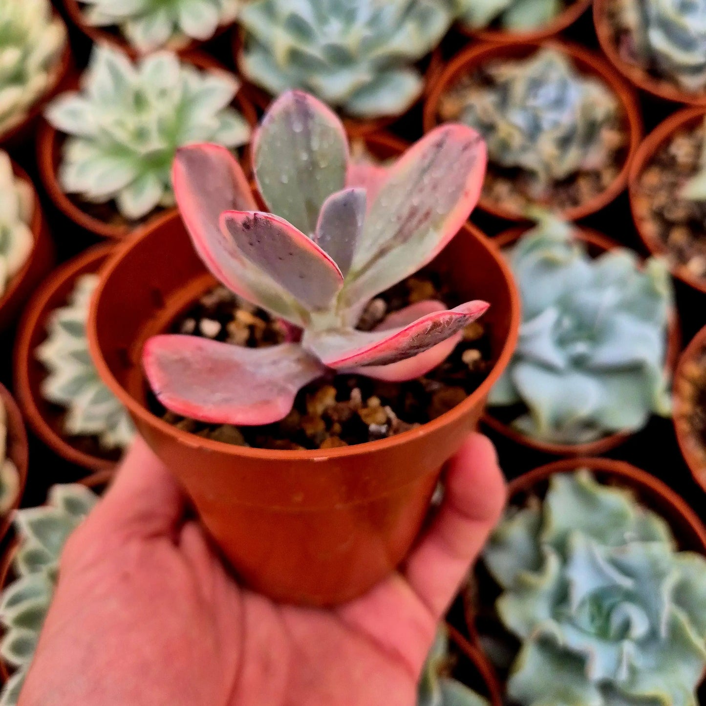Echeveria ’Angel Wings’ variegada