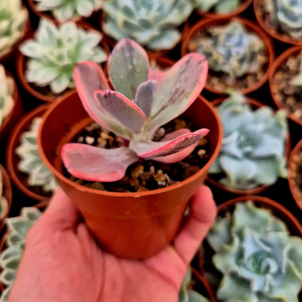 Echeveria ’Angel Wings’ variegada