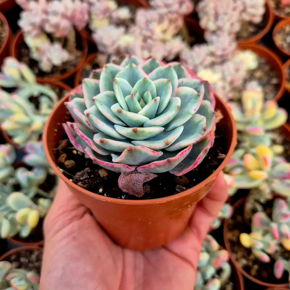 Echeveria ’Atlantis’ variegada