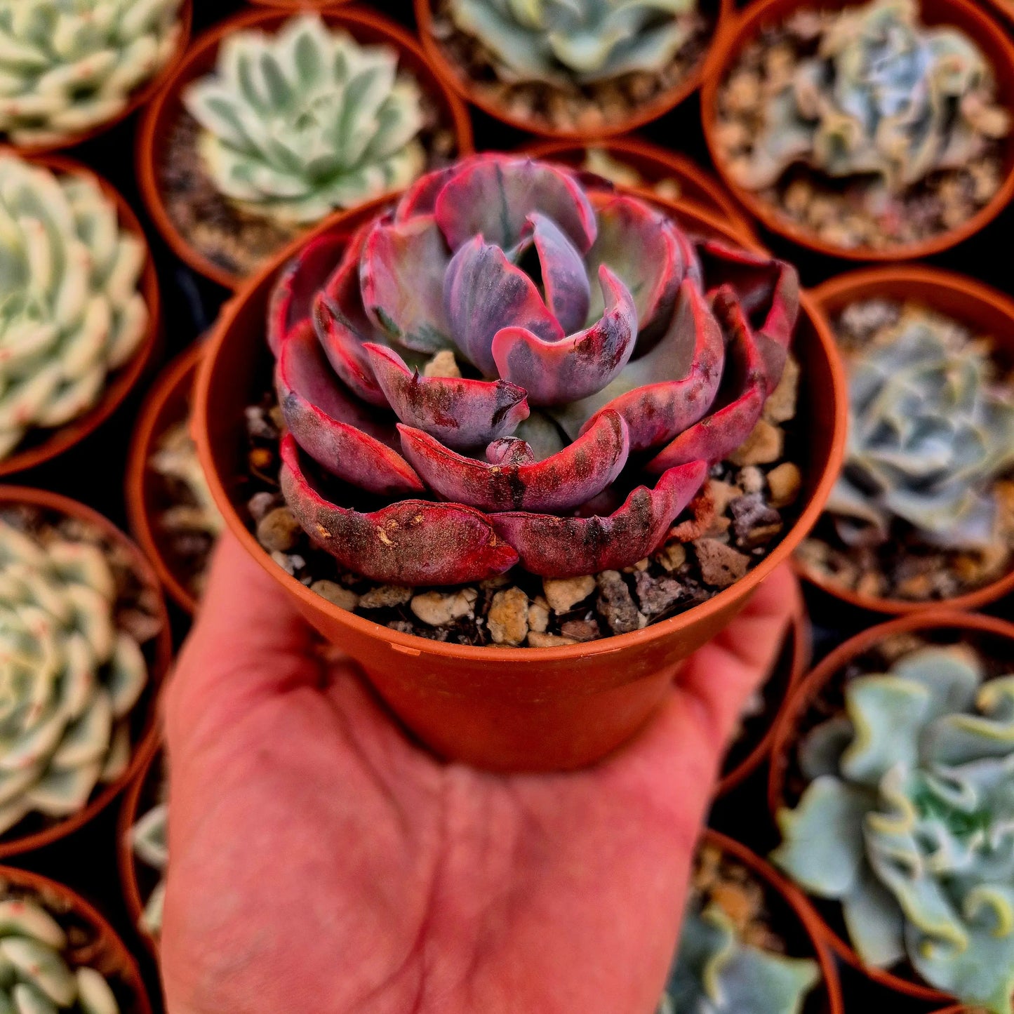 Echeveria ’Beyonce’ variegada