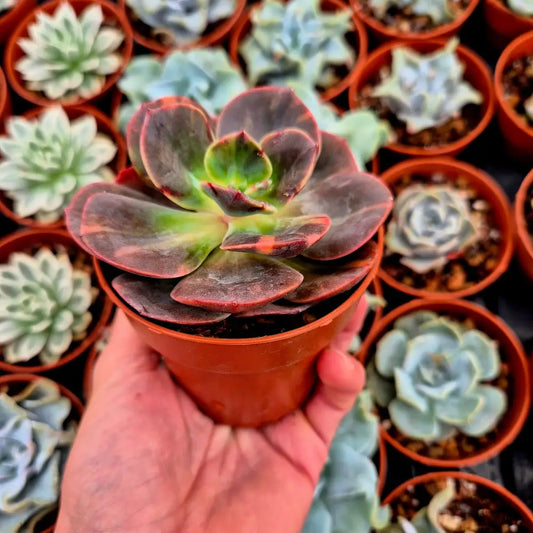 Echeveria ’Blue Metal’ variegada