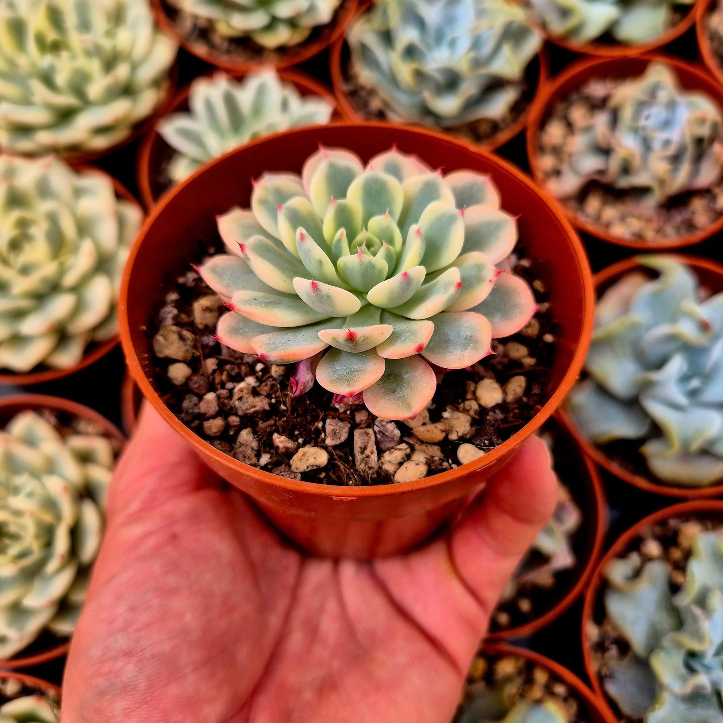 Echeveria ’Blue minima’ variegada