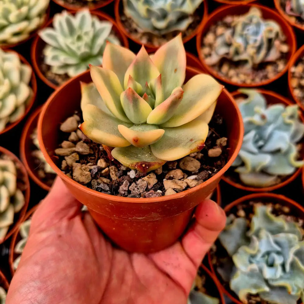 Echeveria ’Carmela’ variegada