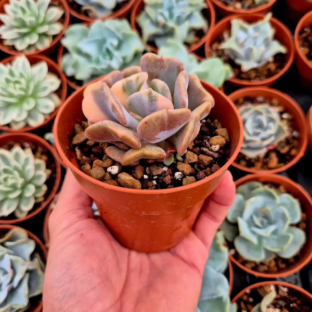 Echeveria ’Cubic Frost’ variegada