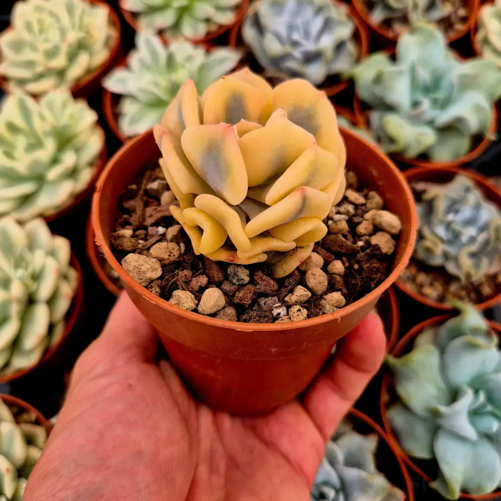 Echeveria ’Cubic Frost’ variegada