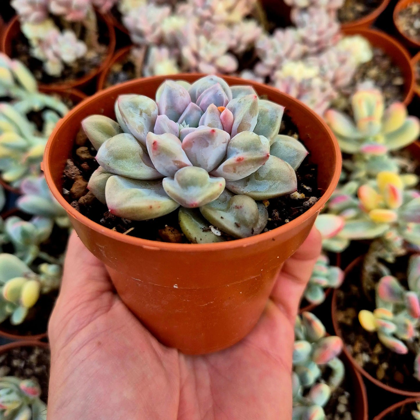 Echeveria ’Demon Real’