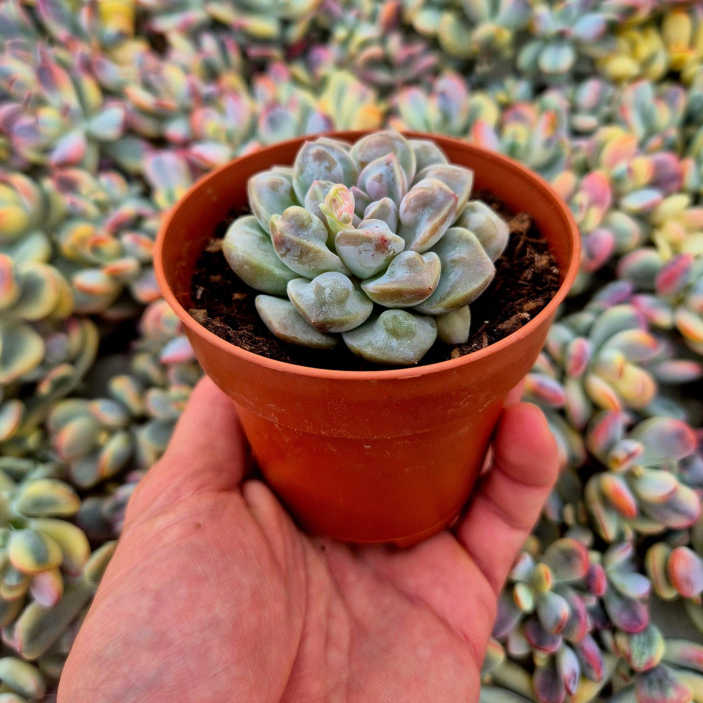 Echeveria ’Demon Real’