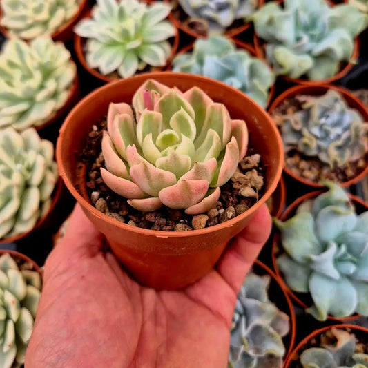 Echeveria ’Desert Rose’ variegada