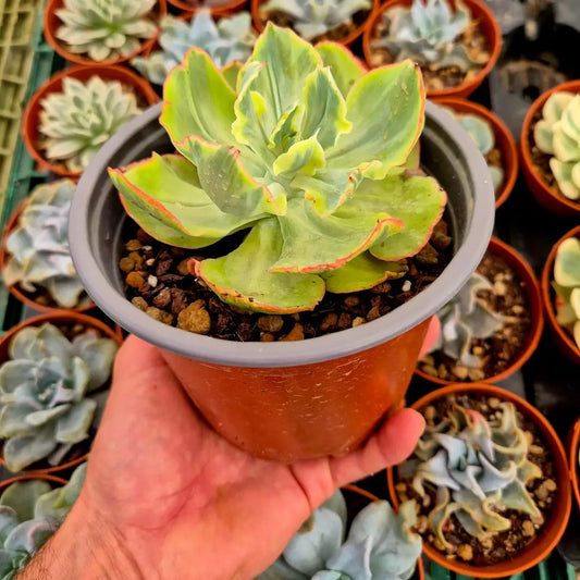 Echeveria ’Dick Wright’ variegada