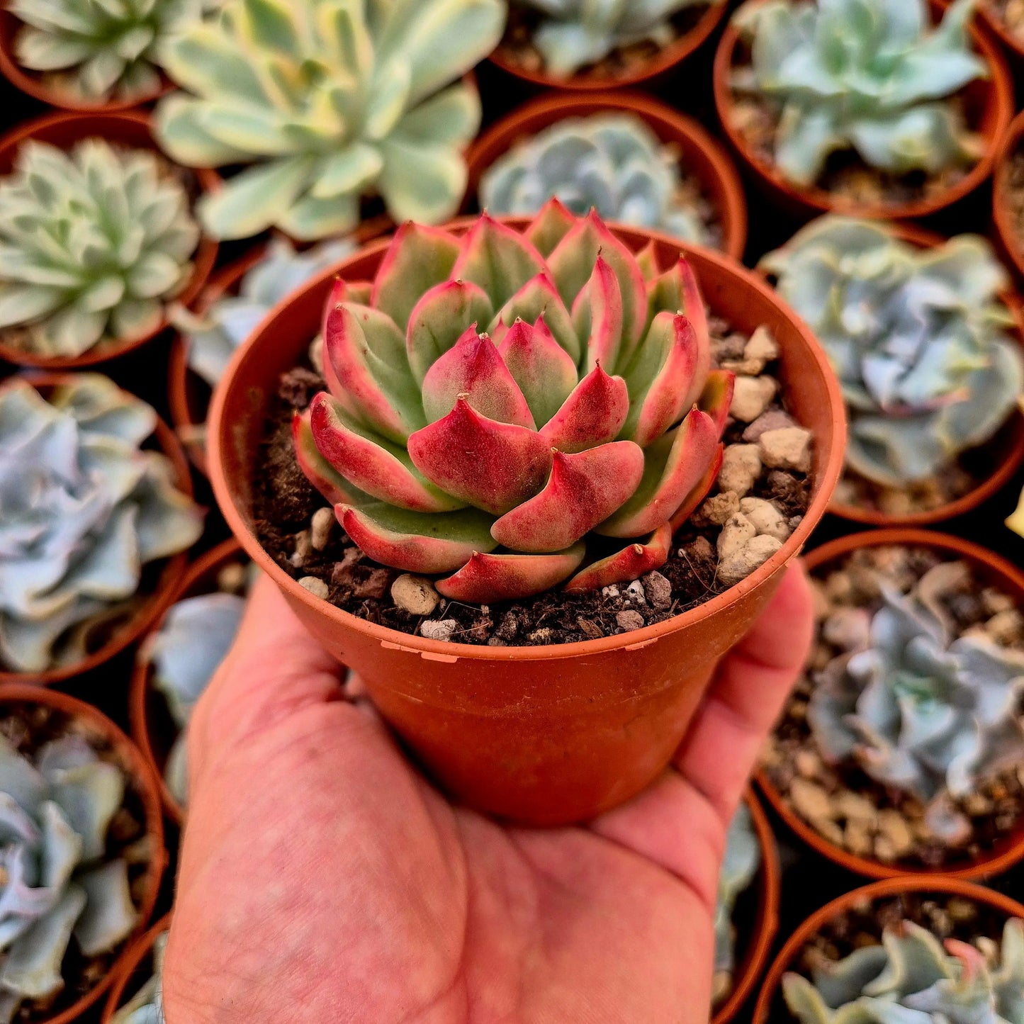 Echeveria ’Ebony Azure’ variegada