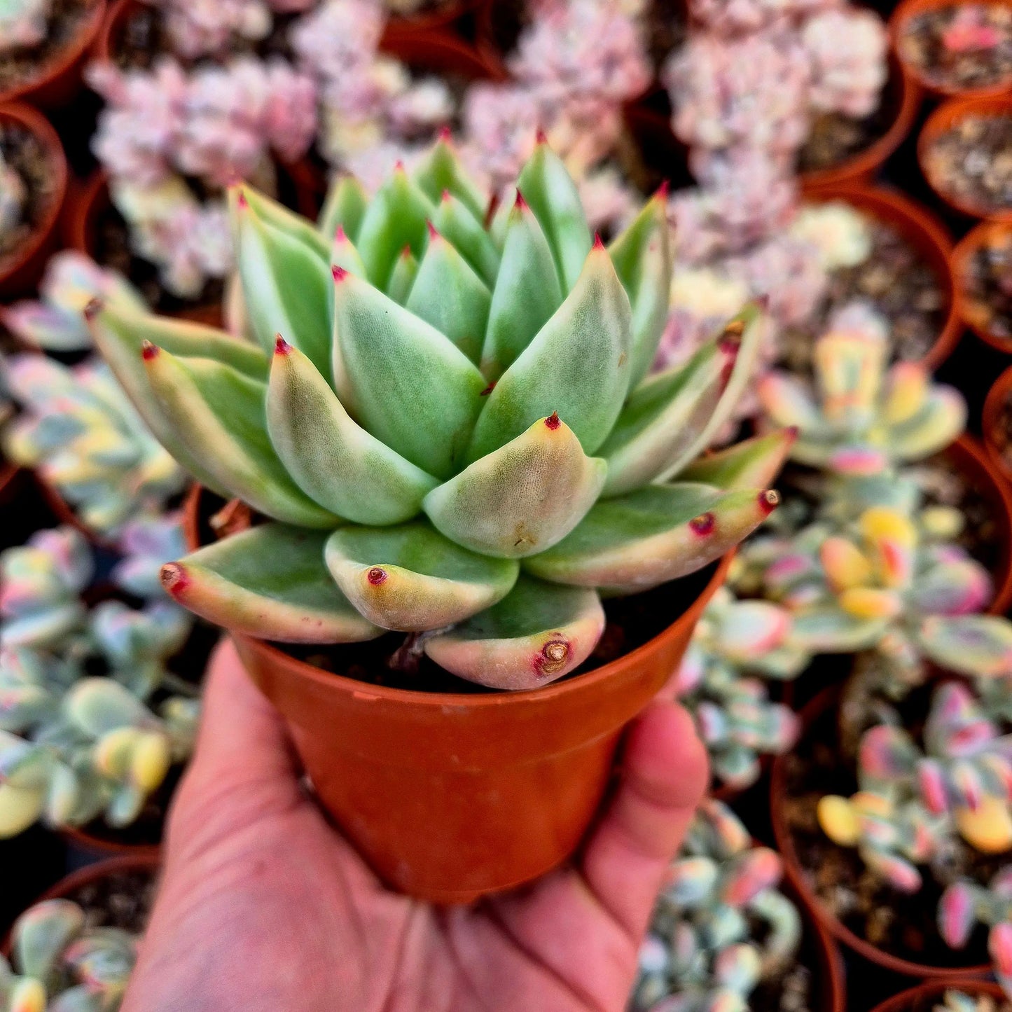 Echeveria ’El Khorn’ variegada