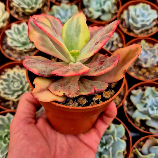 Echeveria ’Flamenco’ variegada