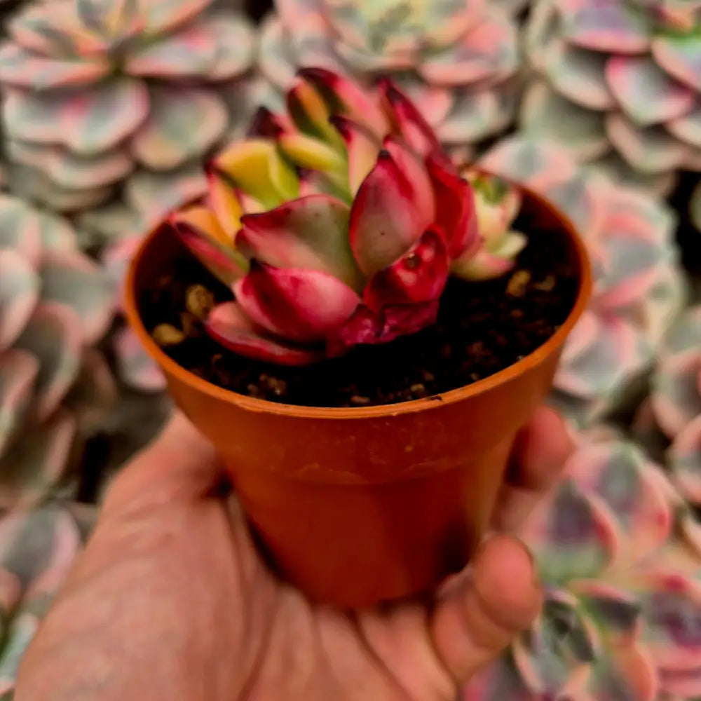 Echeveria ’Flamenco’ variegada