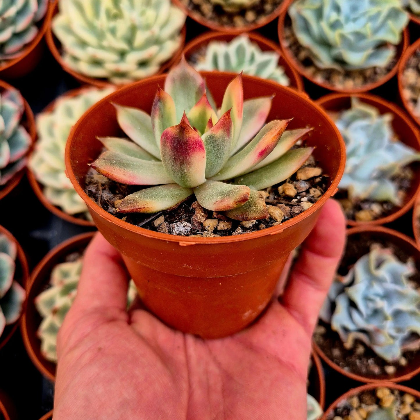 Echeveria ’Flaming Mountain’ variegada
