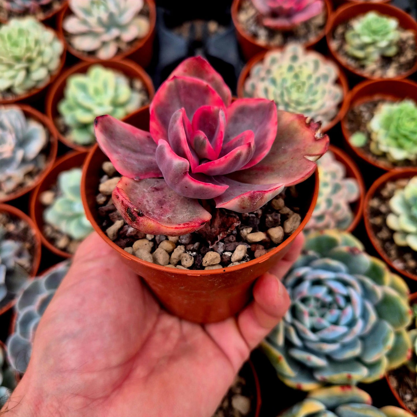 Echeveria ’Golden State’ variegada