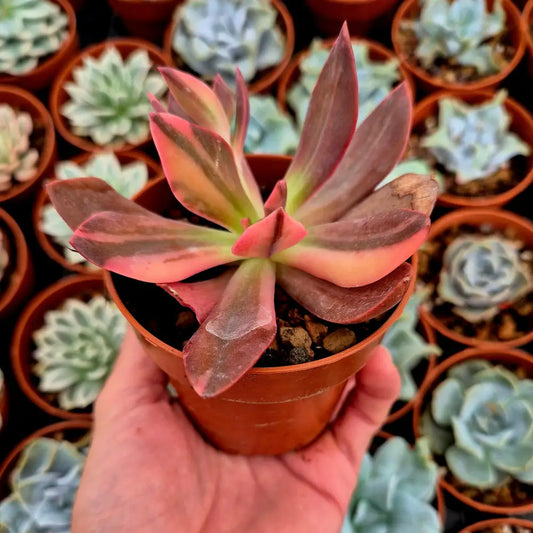 Echeveria ’Hanakaida’ variegada