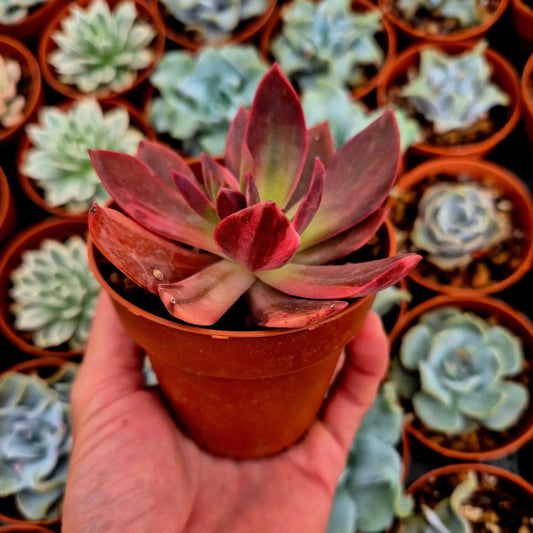 Echeveria ’Hanakaida’ variegada