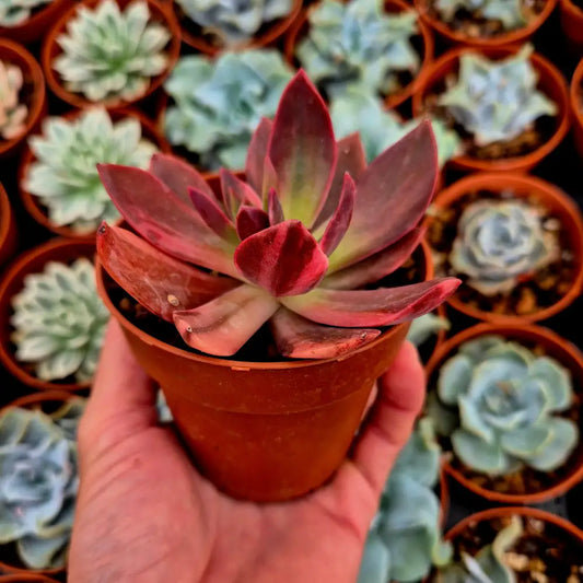 Echeveria ’Hanakaida’ variegada
