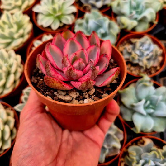 Echeveria ’Hera’ variegada