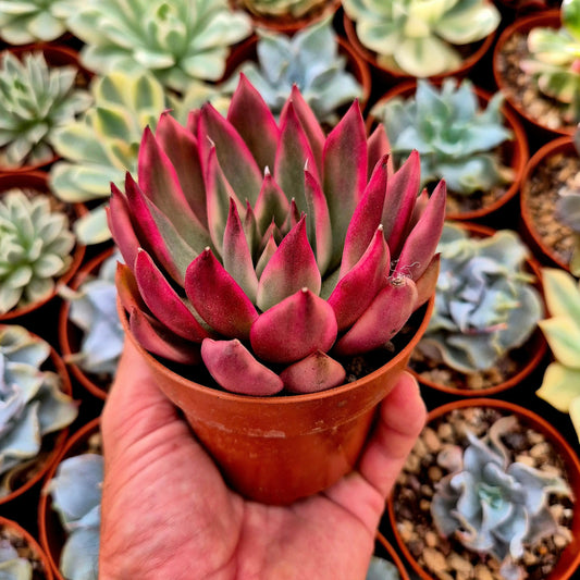 Echeveria ’Horse’ variegada