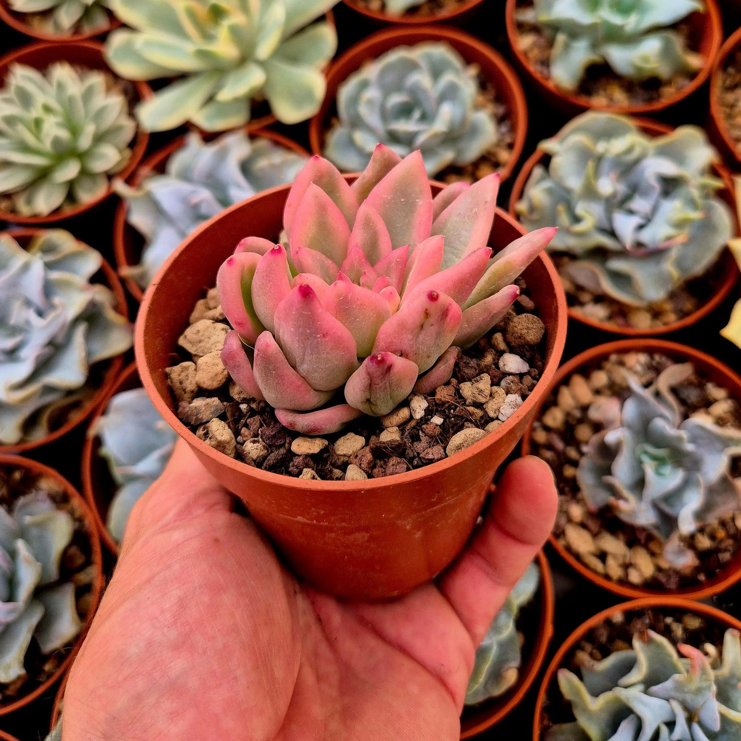 Echeveria ’Ice Moon’ variegada
