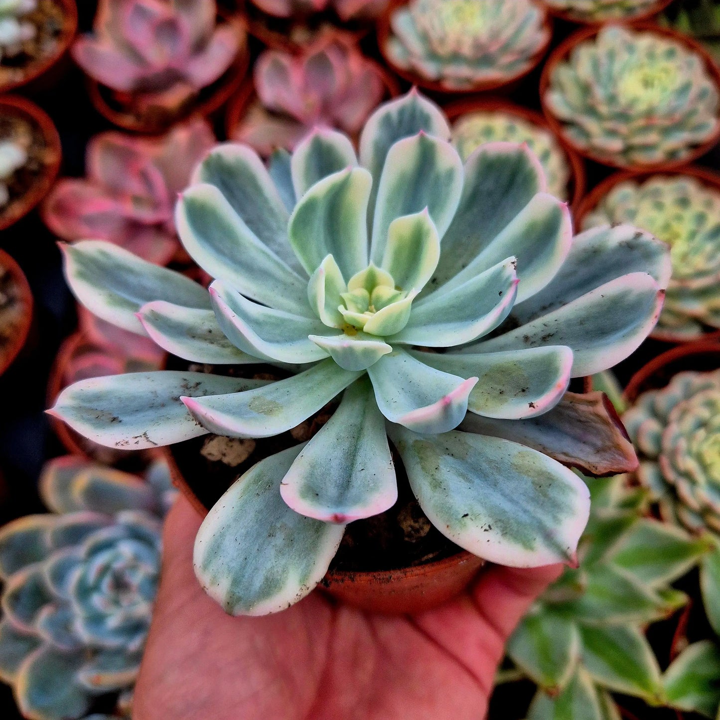 Echeveria ’Imbricata’ variegada