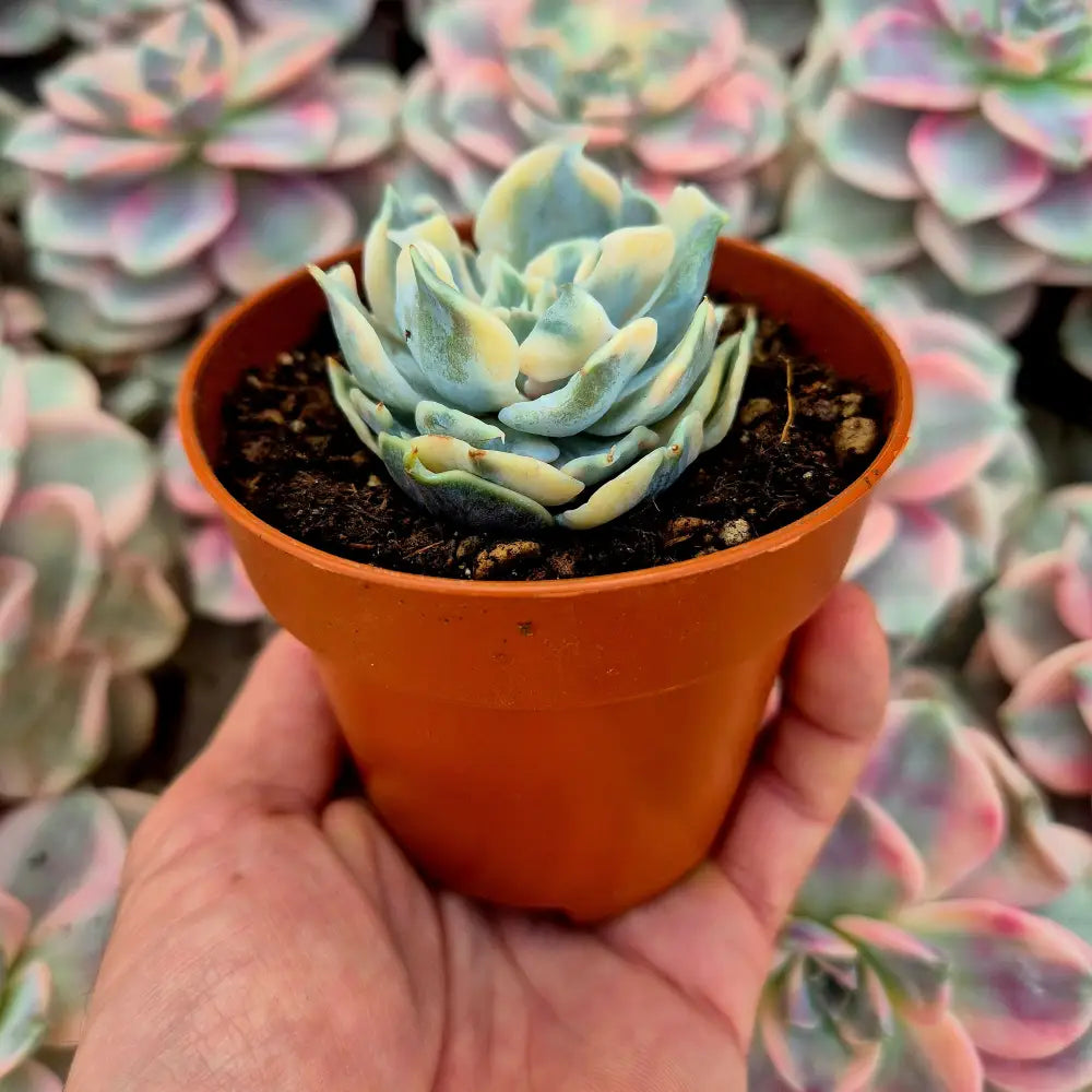 Echeveria lilacina variegada