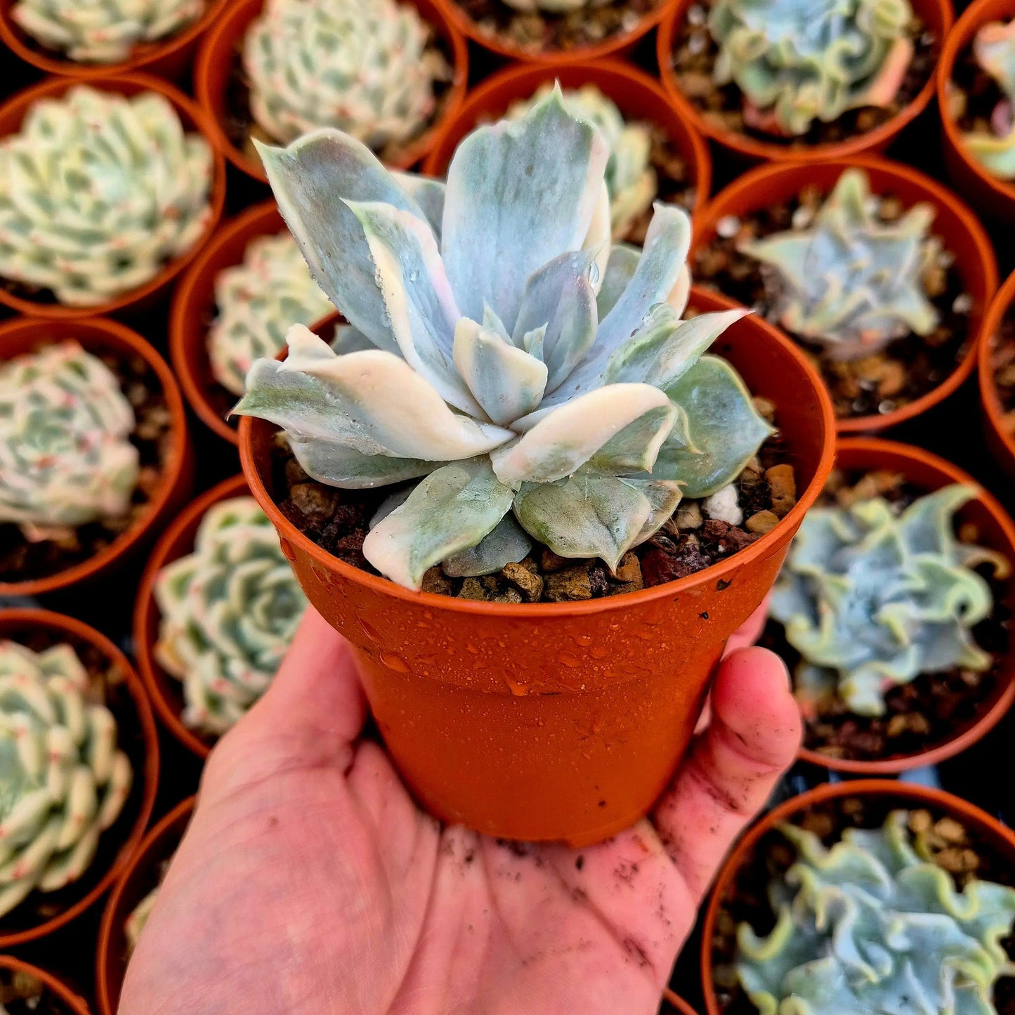 Echeveria lilacina variegada