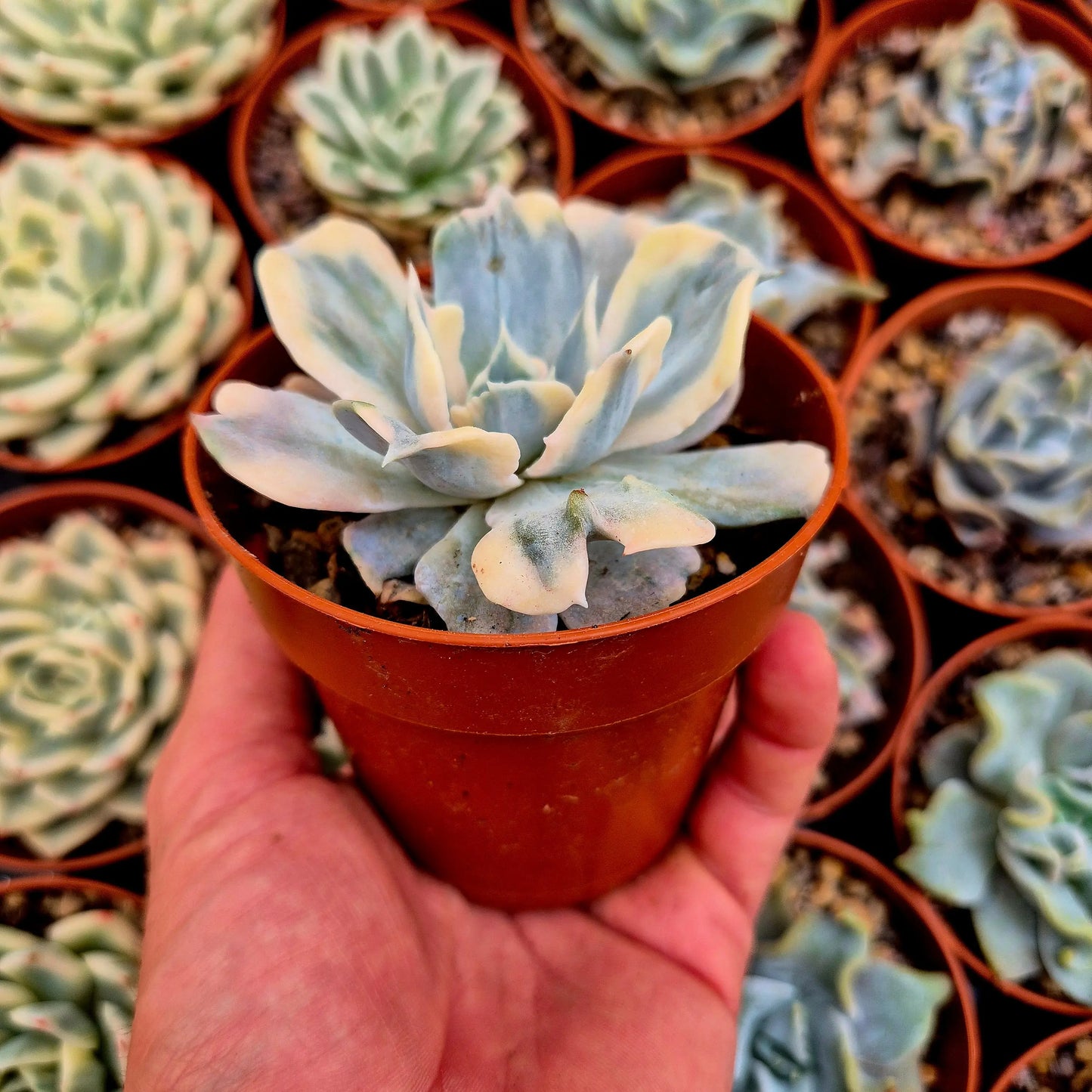 Echeveria lilacina variegada