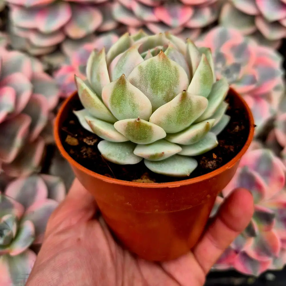 Echeveria ’Lola’ variegada
