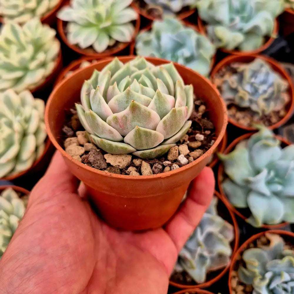 Echeveria ’Lola’ variegada