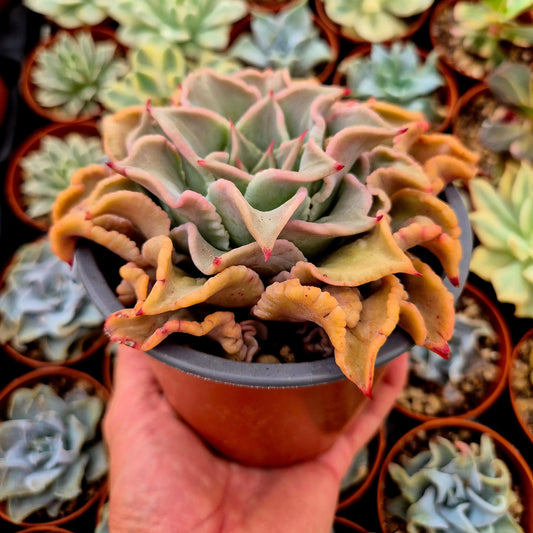 Echeveria ’Madiba’ bumps