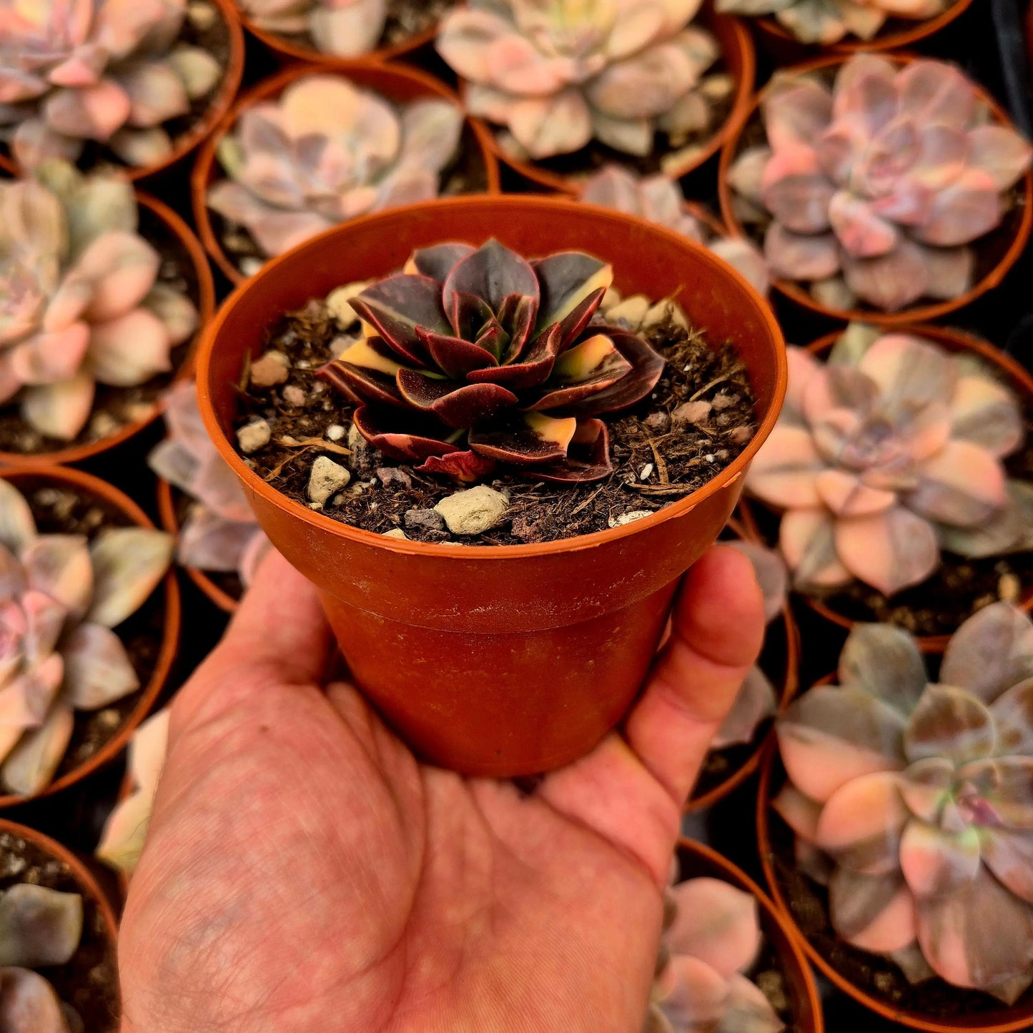 Echeveria ’Melaco’ variegada