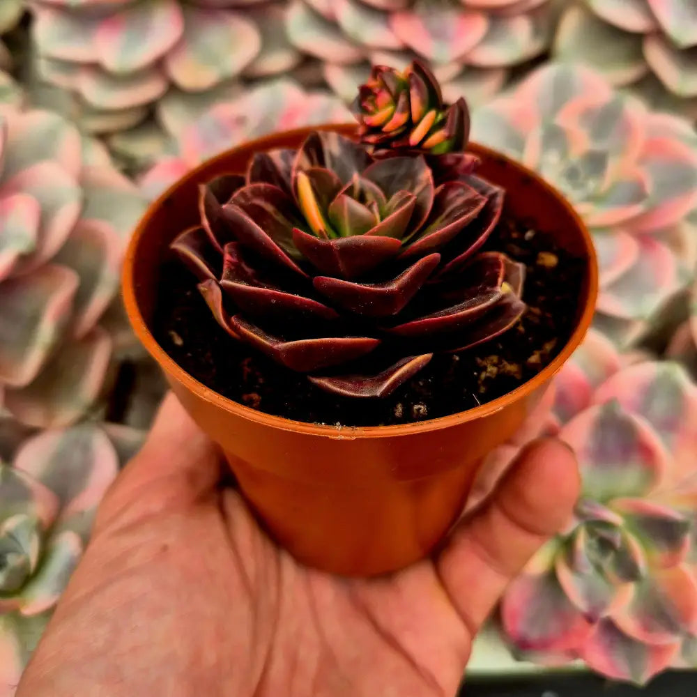 Echeveria ’Melaco’ variegada