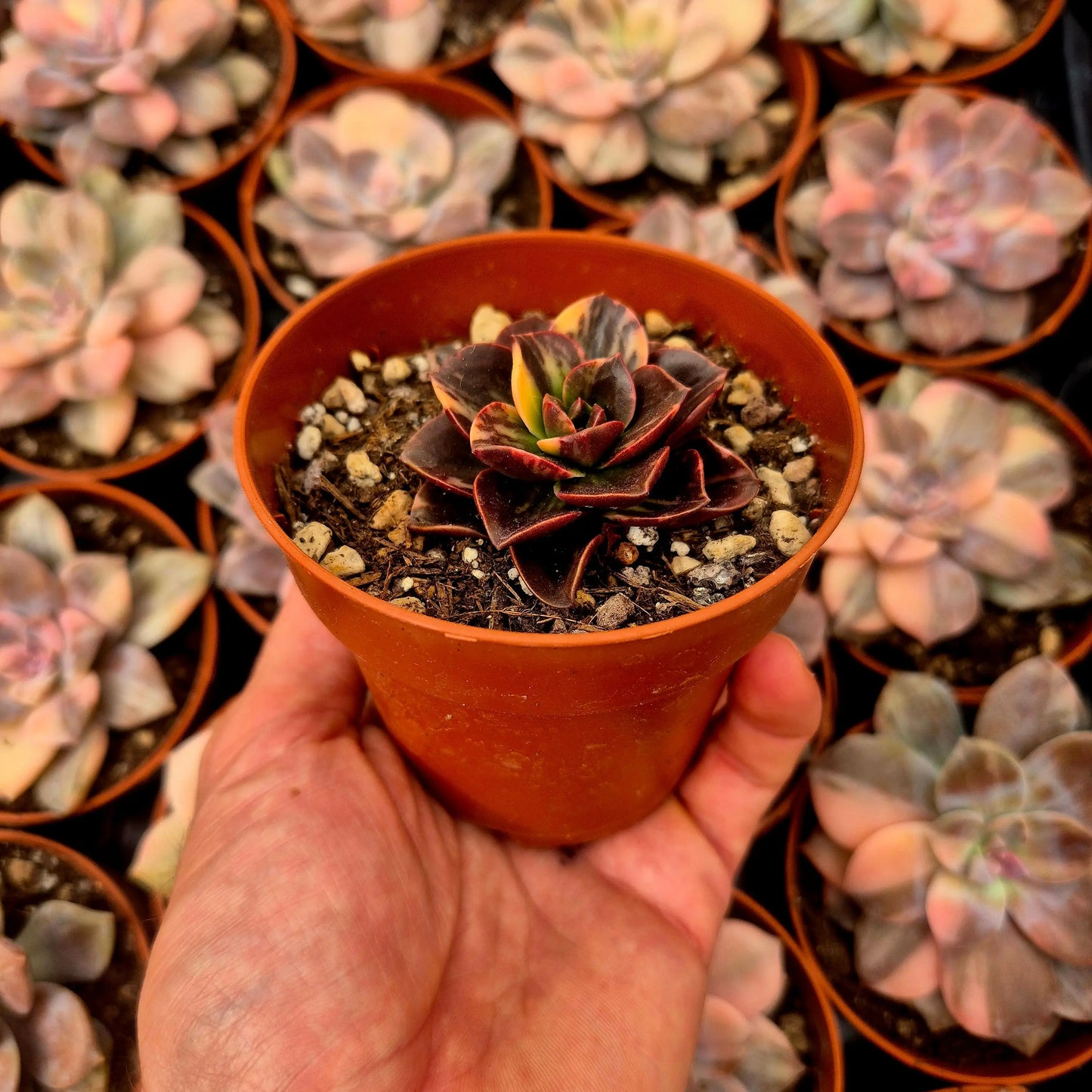 Echeveria ’Melaco’ variegada