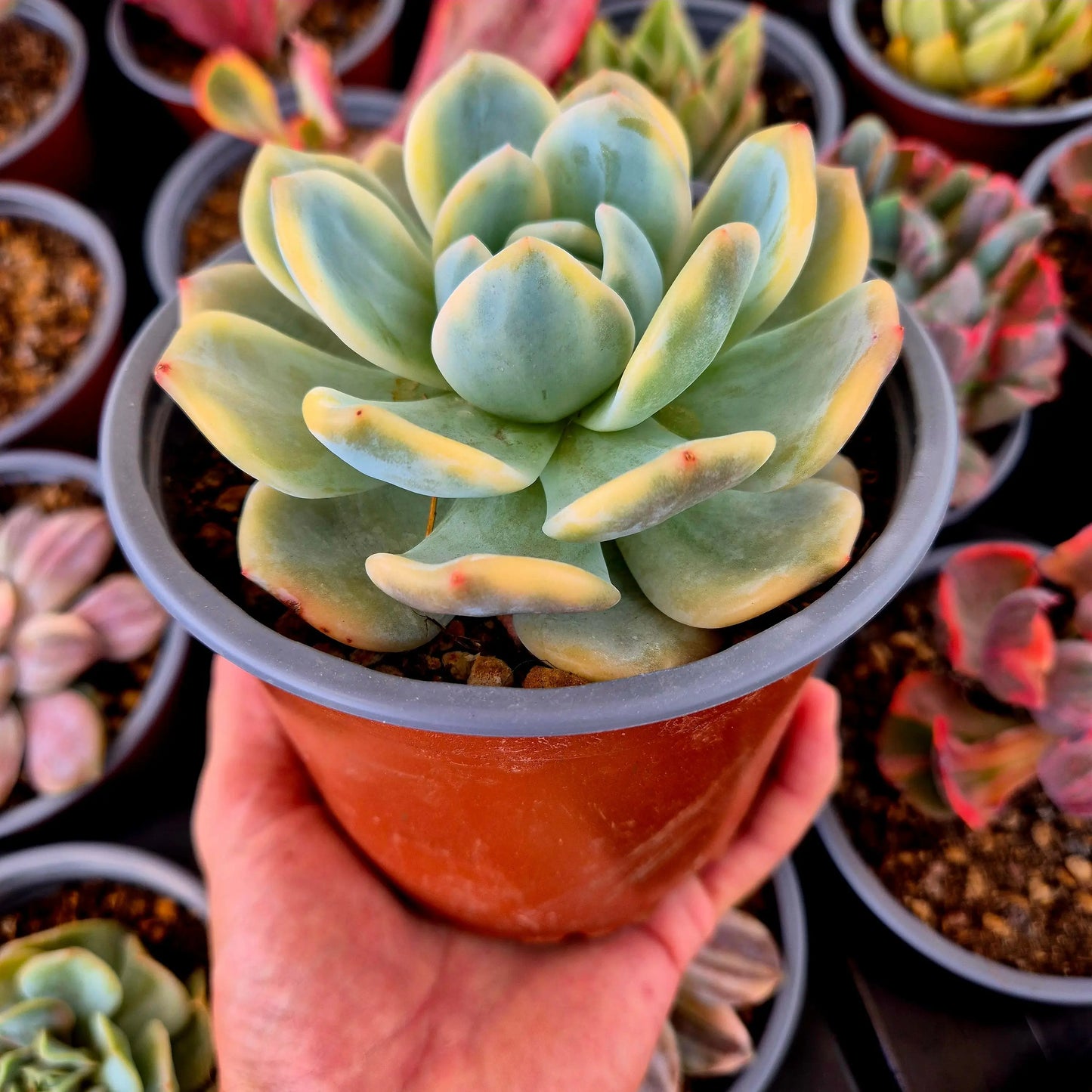 Echeveria ’Monroe’ variegada XXL