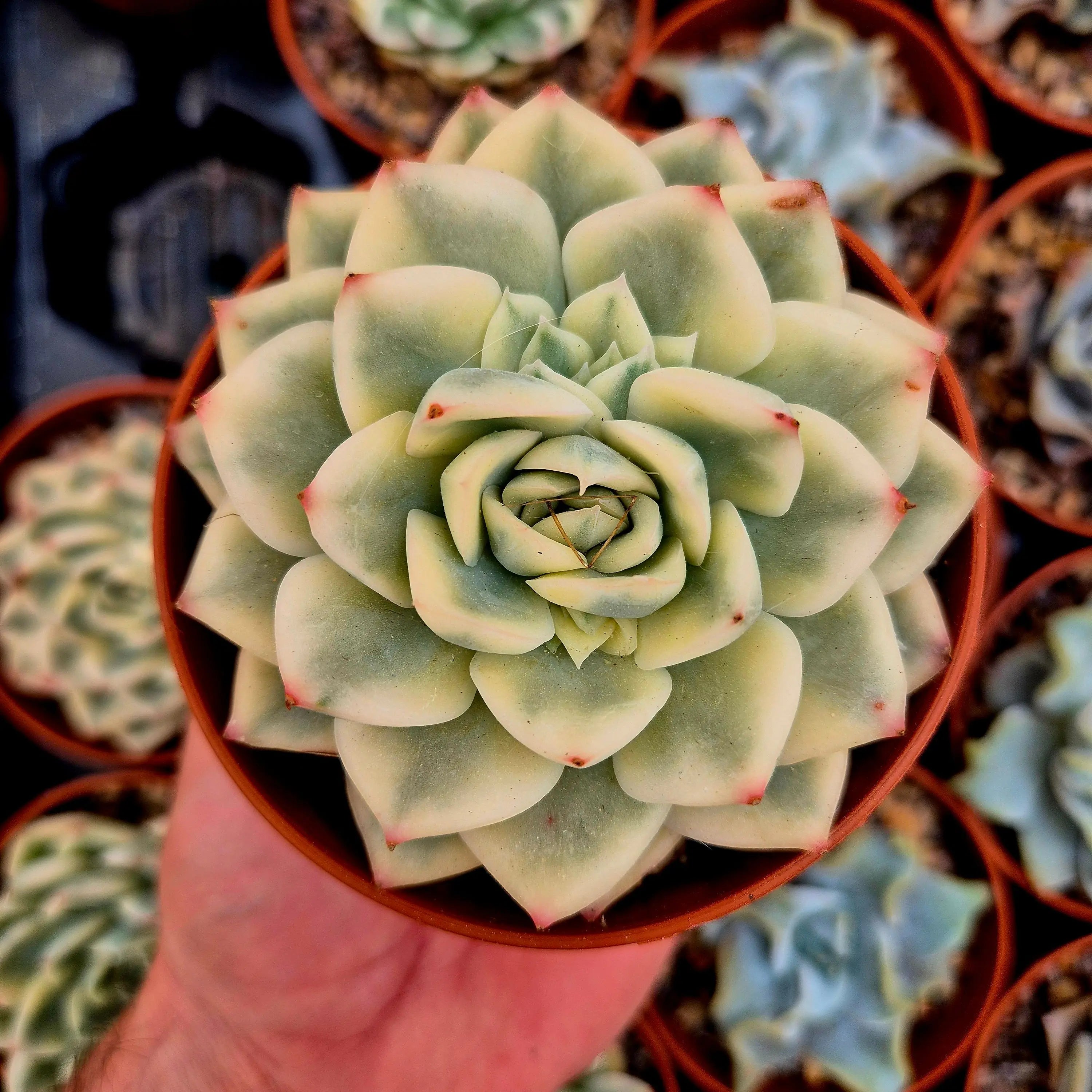 Echeveria Moon Fairy variegada suculenta asiática – Donsuculentas