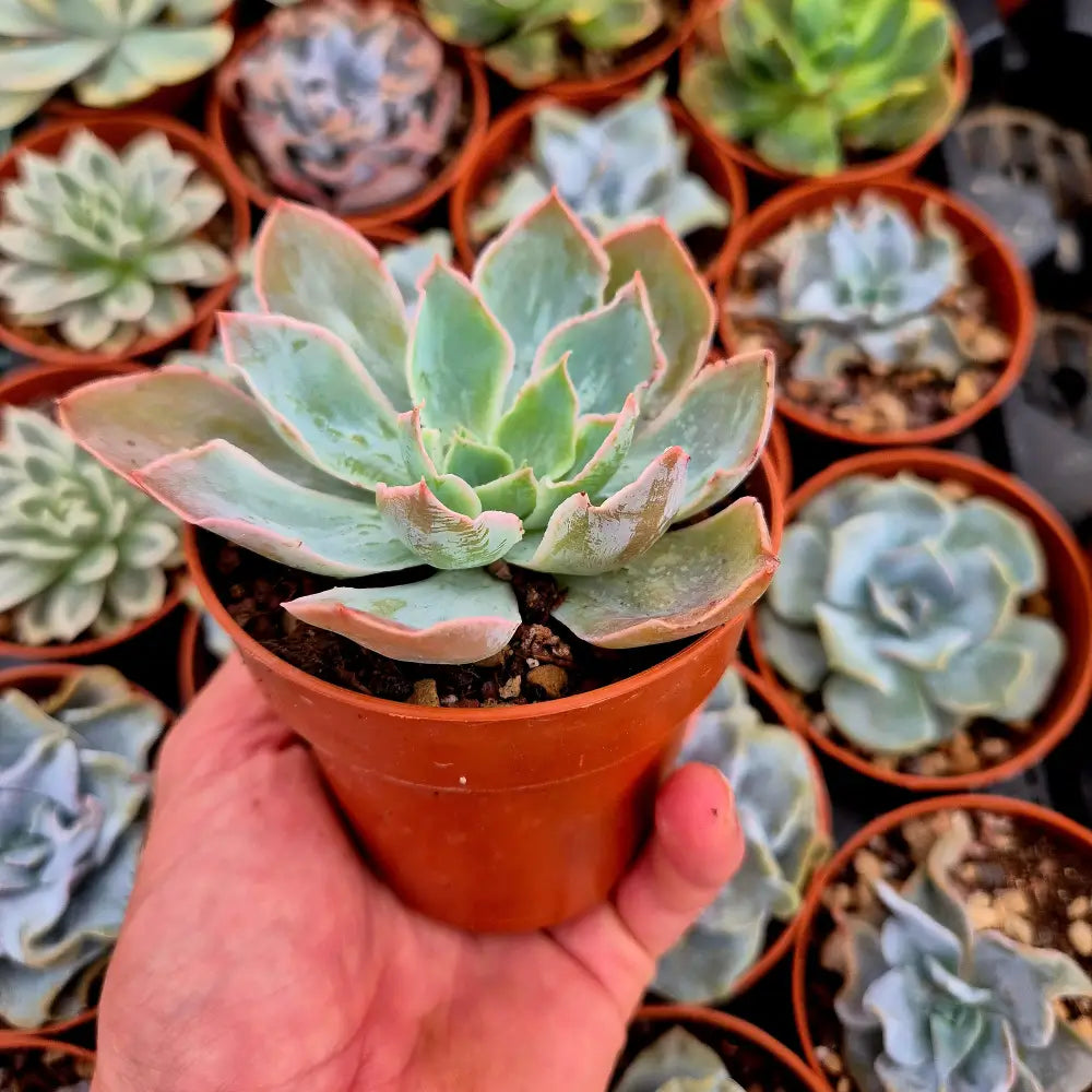 Echeveria ’Nebula’