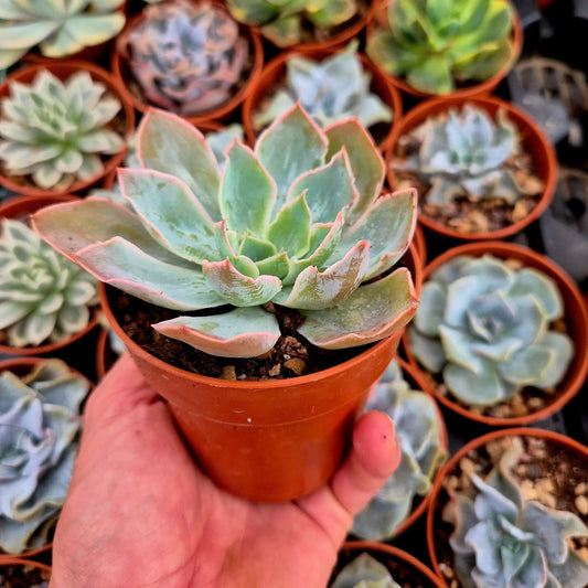 Echeveria ’Nebula’