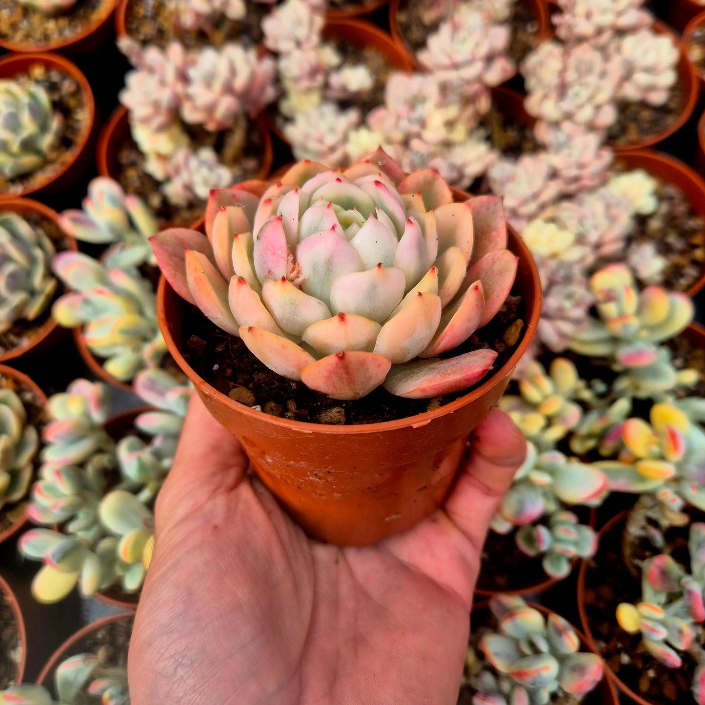 Echeveria ’Pink Crystal’ variegada