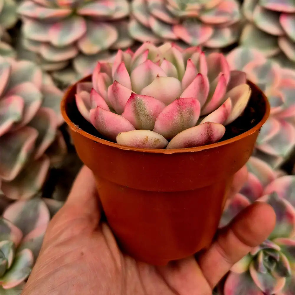 Echeveria ’Pink Crystal’ variegada