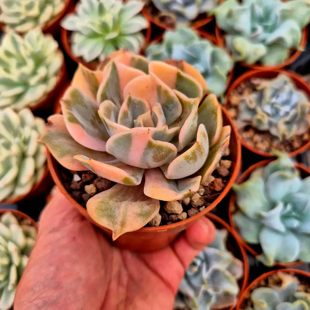 Echeveria ’Pollux’ variegada