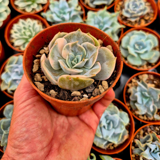 Echeveria ’Pollux’ variegada