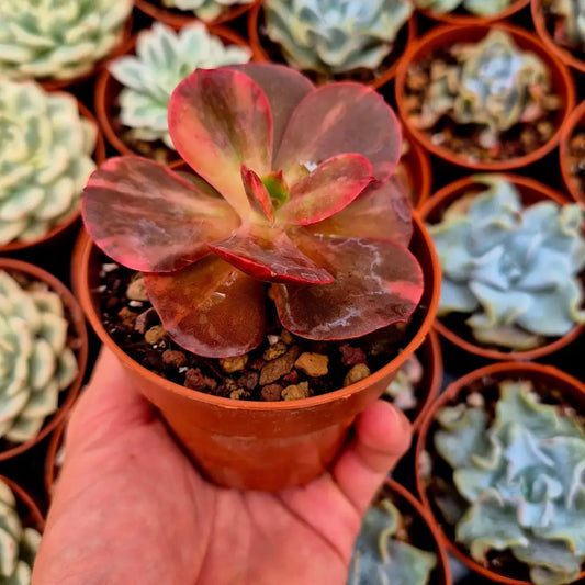 Echeveria ’Prima Donna’ variegada